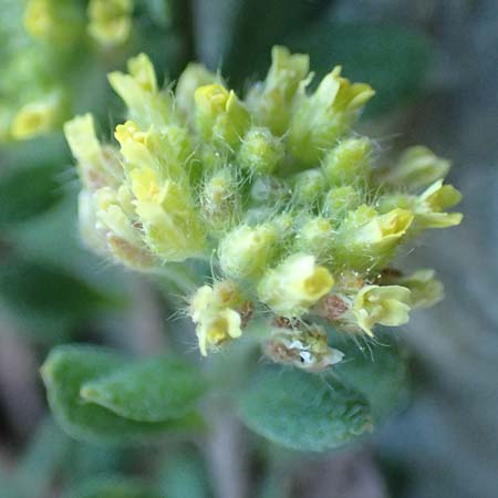 Alyssum simplex \ Gew&ouml;hnliches Steinkraut, Einfache Steinkresse / Common Alison, GR Parnitha 22.3.2019