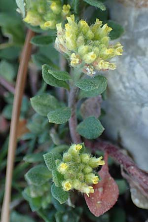 Alyssum simplex \ Gew&ouml;hnliches Steinkraut, Einfache Steinkresse / Common Alison, GR Parnitha 22.3.2019