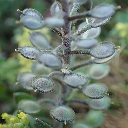 Alyssum simplex \ Gew&ouml;hnliches Steinkraut, Einfache Steinkresse / Common Alison, GR Parnitha 22.3.2019
