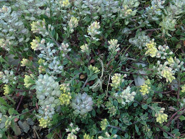 Alyssum simplex \ Gew&ouml;hnliches Steinkraut, Einfache Steinkresse / Common Alison, GR Parnitha 22.3.2019