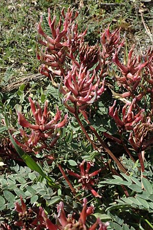 Astragalus spruneri \ Spruners Tragant / Spruner's Milk-Vetch, GR Hymettos 23.3.2019