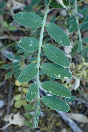 Astragalus hamosus \ Haken-Tragant / Southern Milk-Vetch, GR Hymettos 11.4.2024