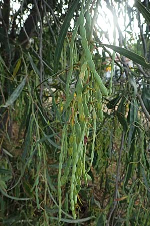 Acacia saligna \ Weidenbl�ttrige Akazie, GR Peloponnes, Diakopto 20.5.2024