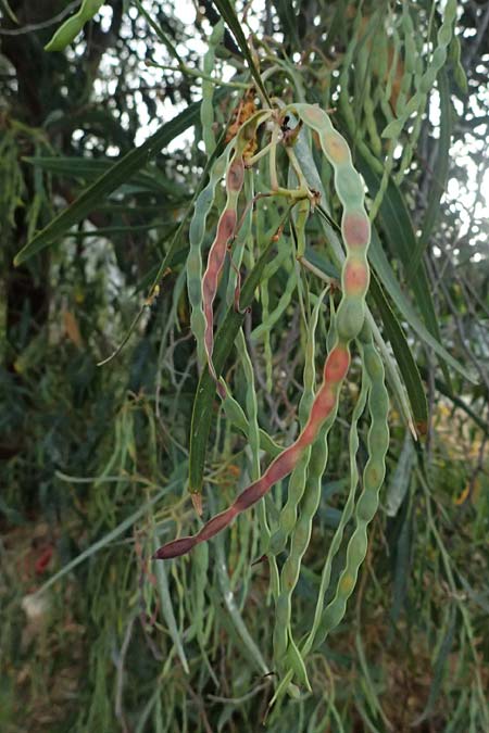 Acacia saligna \ Weidenbl�ttrige Akazie, GR Peloponnes, Diakopto 20.5.2024