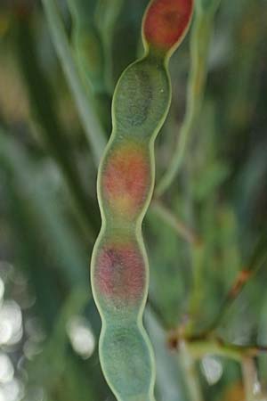 Acacia saligna \ Weidenbl�ttrige Akazie, GR Peloponnes, Diakopto 20.5.2024