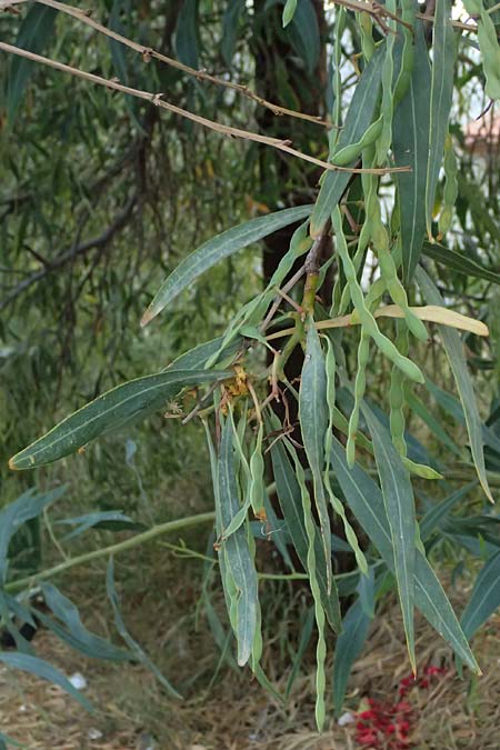 Acacia saligna \ Weidenbl�ttrige Akazie, GR Peloponnes, Diakopto 20.5.2024