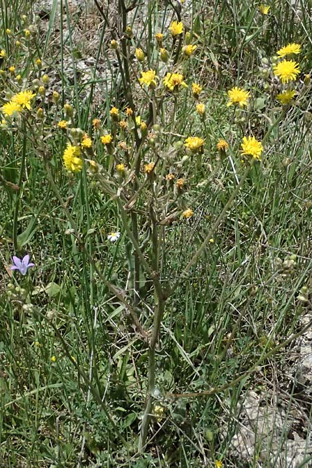 Crepis vesicaria subsp. vesicaria \ Blasen-Pippau / Beaked Hawk's-Beard, GR Peloponnes, Mt. Kyllini, Mesi Trikalon 21.5.2024