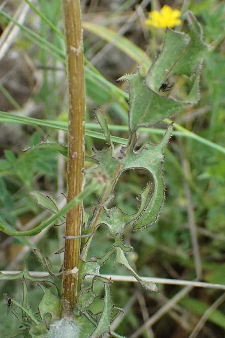 Crepis vesicaria subsp. vesicaria \ Blasen-Pippau / Beaked Hawk's-Beard, GR Peloponnes, Mt. Kyllini, Mesi Trikalon 21.5.2024