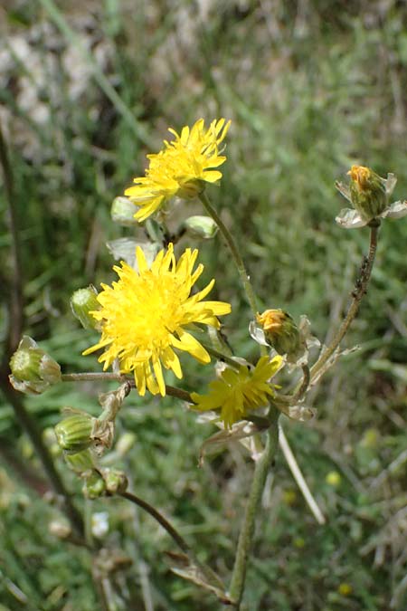 Crepis vesicaria subsp. vesicaria \ Blasen-Pippau / Beaked Hawk's-Beard, GR Peloponnes, Mt. Kyllini, Mesi Trikalon 21.5.2024