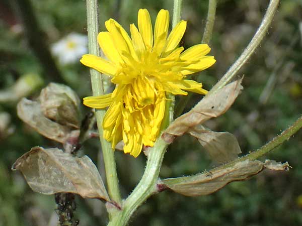Crepis vesicaria subsp. vesicaria \ Blasen-Pippau / Beaked Hawk's-Beard, GR Peloponnes, Mt. Kyllini, Mesi Trikalon 21.5.2024