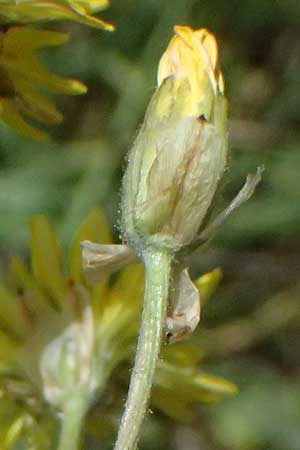 Crepis vesicaria subsp. vesicaria \ Blasen-Pippau / Beaked Hawk's-Beard, GR Peloponnes, Mt. Kyllini, Mesi Trikalon 21.5.2024