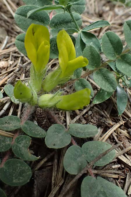 Astragalus hellenicus \ Griechischer Tragant, GR Peloponnes, Mt. Kyllini, Limni Dasiou 21.5.2024