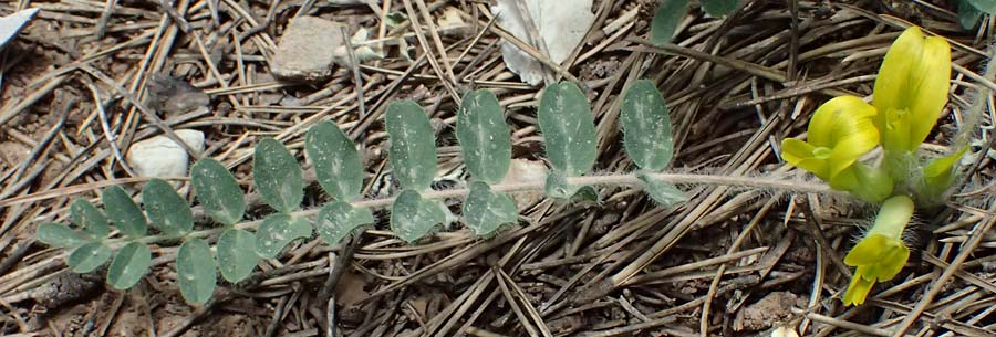 Astragalus hellenicus \ Griechischer Tragant, GR Peloponnes, Mt. Kyllini, Limni Dasiou 21.5.2024