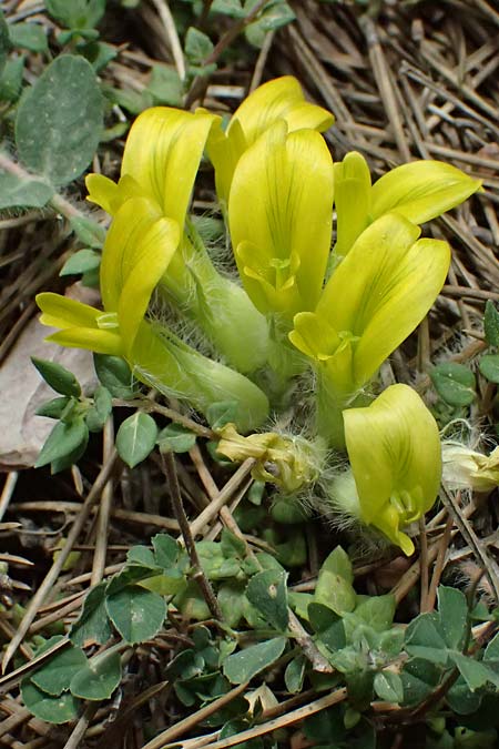 Astragalus hellenicus \ Griechischer Tragant, GR Peloponnes, Mt. Kyllini, Limni Dasiou 21.5.2024