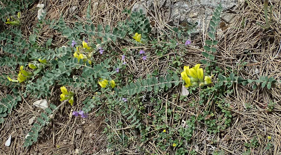 Astragalus hellenicus \ Griechischer Tragant, GR Peloponnes, Mt. Kyllini, Limni Dasiou 21.5.2024
