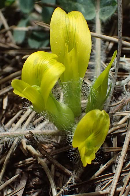 Astragalus hellenicus \ Griechischer Tragant, GR Peloponnes, Mt. Kyllini, Limni Dasiou 21.5.2024