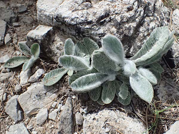 Hieracium pannosum subsp. epiglossophyllum ? \ Wolliges Habichtskraut / Wooly Hawkweed, GR Peloponnes, Mt. Kyllini, Ziria 21.5.2024
