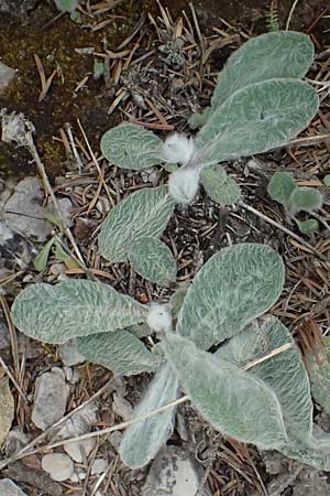 Hieracium pannosum subsp. epiglossophyllum ? \ Wolliges Habichtskraut / Wooly Hawkweed, GR Peloponnes, Mt. Kyllini, Ziria 21.5.2024