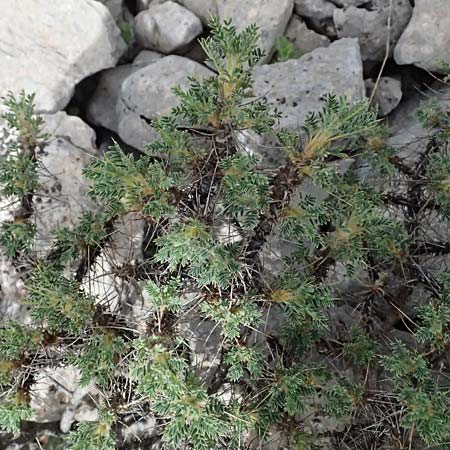 Astragalus thracicus subsp. cylleneus \ Kyllini-Tragant, GR Peloponnes, Mt. Kyllini, Ziria 21.5.2024