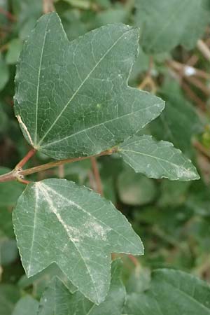 Acer sempervirens \ Kretischer Ahorn, Immergr&uuml;ner Ahorn / Cretan Maple, GR Peloponnes, Stoupa 26.5.2024