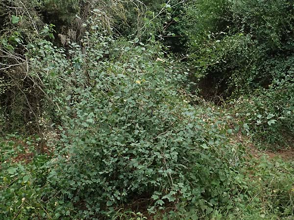 Acer sempervirens \ Kretischer Ahorn, Immergr&uuml;ner Ahorn / Cretan Maple, GR Peloponnes, Stoupa 26.5.2024