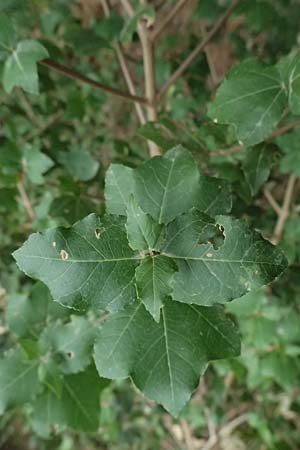 Acer sempervirens \ Kretischer Ahorn, Immergr&uuml;ner Ahorn / Cretan Maple, GR Peloponnes, Stoupa 26.5.2024