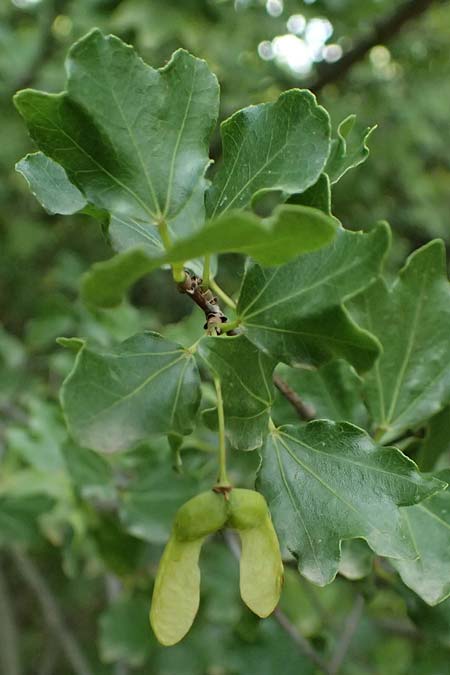 Acer sempervirens \ Kretischer Ahorn, Immergr&uuml;ner Ahorn / Cretan Maple, GR Peloponnes, Taygetos, Exochori 27.5.2024