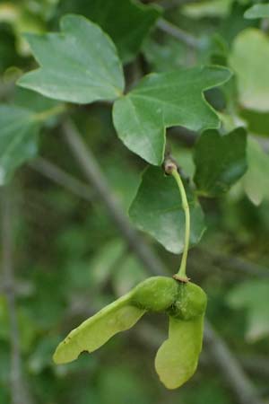 Acer sempervirens \ Kretischer Ahorn, Immergr&uuml;ner Ahorn / Cretan Maple, GR Peloponnes, Taygetos, Exochori 27.5.2024