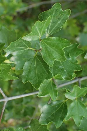 Acer sempervirens \ Kretischer Ahorn, Immergr&uuml;ner Ahorn / Cretan Maple, GR Peloponnes, Taygetos, Exochori 27.5.2024