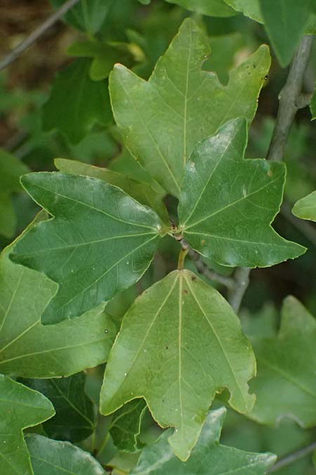 Acer sempervirens \ Kretischer Ahorn, Immergr&uuml;ner Ahorn / Cretan Maple, GR Peloponnes, Taygetos, Exochori 27.5.2024