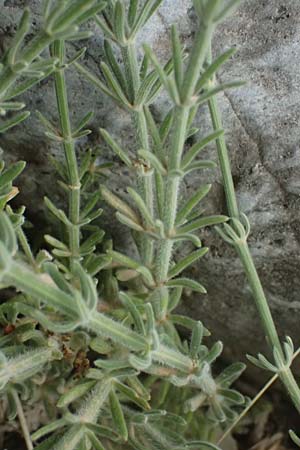 Asperula taygetea \ Taygetos-Meister / Taygetos Woodruff, GR Peloponnes, Taygetos, Viros - Schlucht / Gorge 29.5.2024