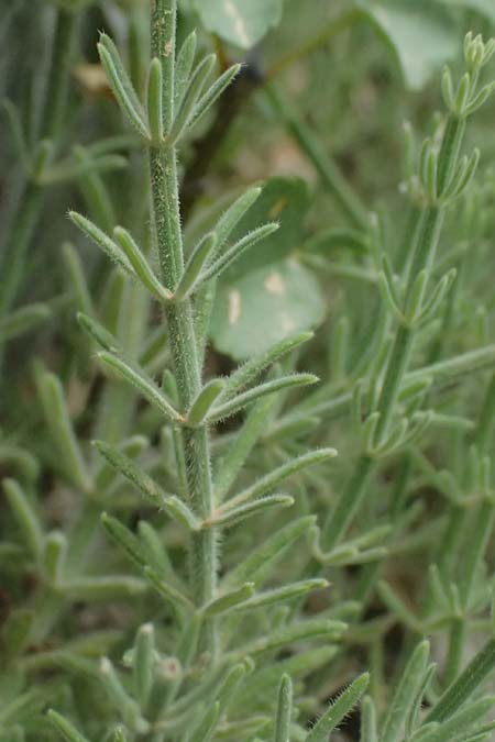 Asperula taygetea \ Taygetos-Meister / Taygetos Woodruff, GR Peloponnes, Taygetos, Viros - Schlucht / Gorge 29.5.2024
