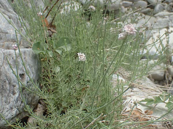 Asperula taygetea \ Taygetos-Meister / Taygetos Woodruff, GR Peloponnes, Taygetos, Viros - Schlucht / Gorge 29.5.2024