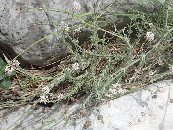 Asperula taygetea \ Taygetos-Meister / Taygetos Woodruff, GR Peloponnes, Taygetos, Viros - Schlucht / Gorge 29.5.2024