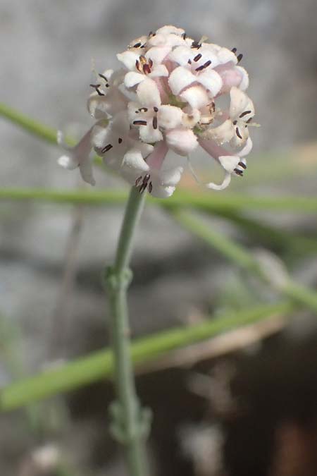 Asperula taygetea \ Taygetos-Meister / Taygetos Woodruff, GR Peloponnes, Taygetos, Viros - Schlucht / Gorge 29.5.2024
