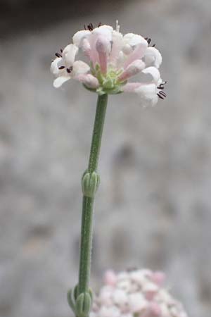 Asperula taygetea \ Taygetos-Meister / Taygetos Woodruff, GR Peloponnes, Taygetos, Viros - Schlucht / Gorge 29.5.2024