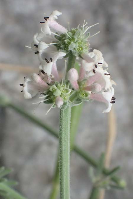 Asperula taygetea \ Taygetos-Meister / Taygetos Woodruff, GR Peloponnes, Taygetos, Viros - Schlucht / Gorge 29.5.2024