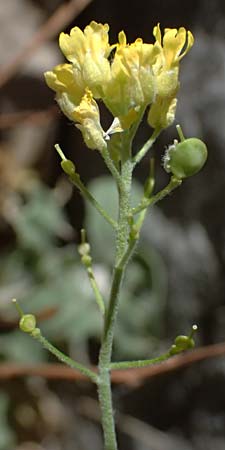 Aurinia saxatilis subsp. orientalis \ &Ouml;stliches Felsen-Steinkraut / Basket of Gold, Goldentuft Alyssum, GR Peloponnes, Taygetos, Viros - Schlucht / Gorge 31.5.2024