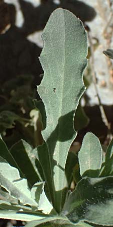 Aurinia saxatilis subsp. orientalis \ &Ouml;stliches Felsen-Steinkraut / Basket of Gold, Goldentuft Alyssum, GR Peloponnes, Taygetos, Viros - Schlucht / Gorge 31.5.2024