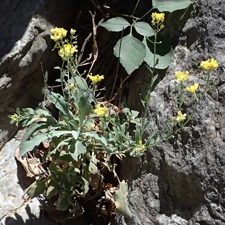 Aurinia saxatilis subsp. orientalis \ &Ouml;stliches Felsen-Steinkraut / Basket of Gold, Goldentuft Alyssum, GR Peloponnes, Taygetos, Viros - Schlucht / Gorge 31.5.2024