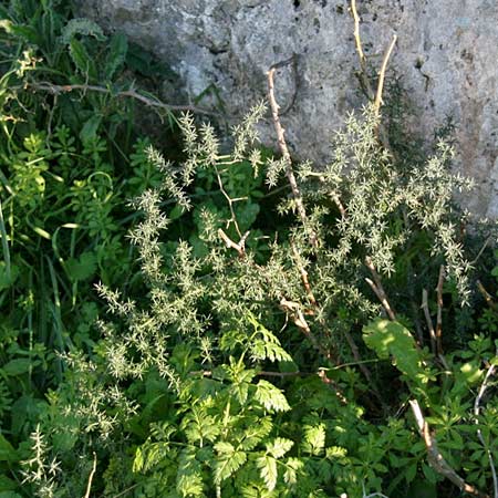 Asparagus aphyllus \ Blattloser Spargel / Mediterranean Asparagus, Prickly Asparagus, GR Akrokorinth 5.12.2013 (Photo: Gisela Nikolopoulou)