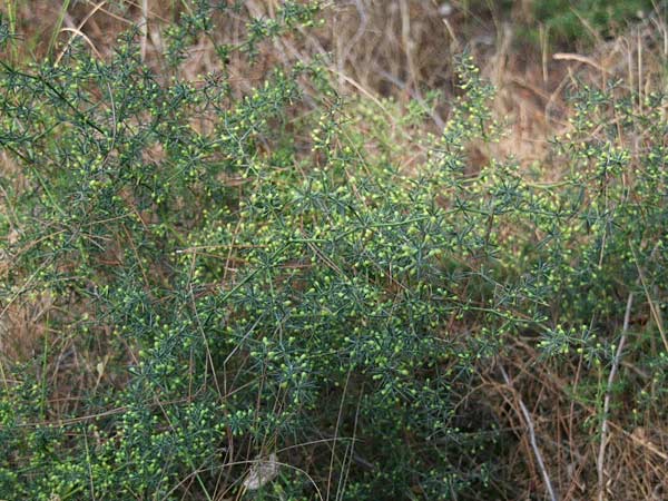 Asparagus aphyllus \ Blattloser Spargel / Mediterranean Asparagus, Prickly Asparagus, GR Akrokorinth 4.9.2014 (Photo: Gisela Nikolopoulou)