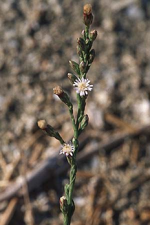Symphyotrichum subulatum \ Schuppige Aster, Einjhrige Salz-Aster / Annual Saltmarsh Aster, Baby's Breath Aster, GR Amvrakikos Kolpos ( Golf/gulf ) 6.9.2007