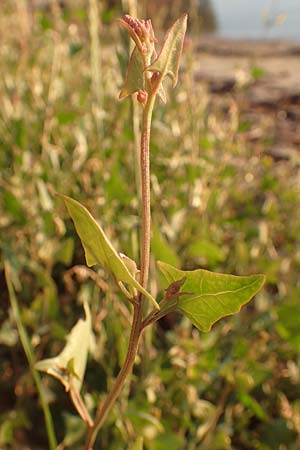 Atriplex prostrata \ Spie-Melde, Spieblttrige Melde / Spear-Leaved Orache, GR Euboea (Evia), Neos Pirgos 25.8.2017