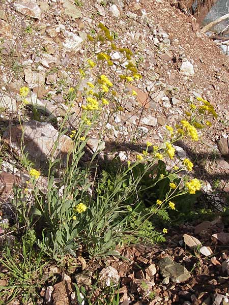 Aurinia saxatilis subsp. saxatilis \ Felsen-Steinkraut / Basket of Gold, Goldentuft Alyssum, GR Peloponnes, Figalia 29.3.2013
