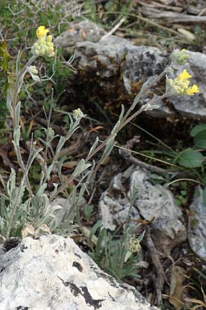 Aurinia saxatilis subsp. orientalis \ &Ouml;stliches Felsen-Steinkraut / Basket of Gold, Goldentuft Alyssum, GR Hymettos 20.3.2019