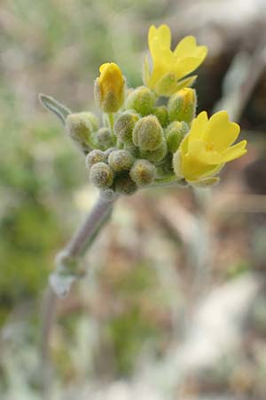 Aurinia saxatilis subsp. orientalis \ &Ouml;stliches Felsen-Steinkraut / Basket of Gold, Goldentuft Alyssum, GR Hymettos 20.3.2019