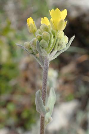 Aurinia saxatilis subsp. orientalis \ &Ouml;stliches Felsen-Steinkraut / Basket of Gold, Goldentuft Alyssum, GR Hymettos 20.3.2019