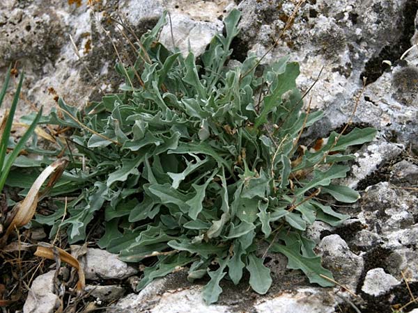 Aurinia saxatilis subsp. orientalis \ &Ouml;stliches Felsen-Steinkraut / Basket of Gold, Goldentuft Alyssum, GR Akrokorinth 3.10.2014 (Photo: Gisela Nikolopoulou)