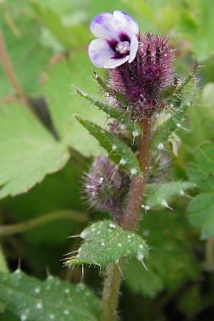 Anchusella variegata \ Bunte Ochsenzunge / Variegated Anchusa, GR Peloponnes, Strofylia-Wald bei Metochi-Kalogria / Peloponnese, Strofylia Forest near Metochi-Kalogria 27.3.2013
